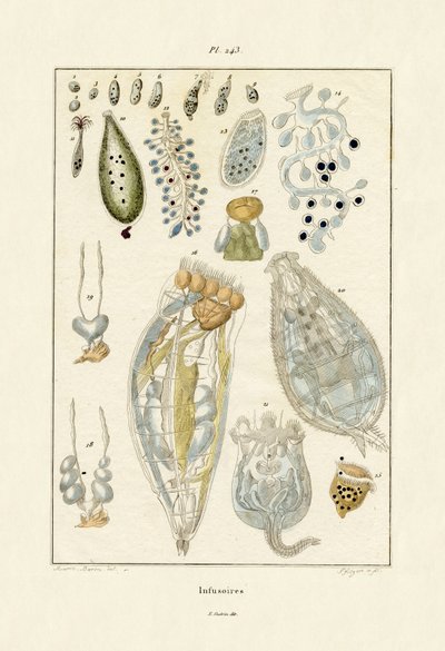 Infusoria，1833-39 作者 法语学校